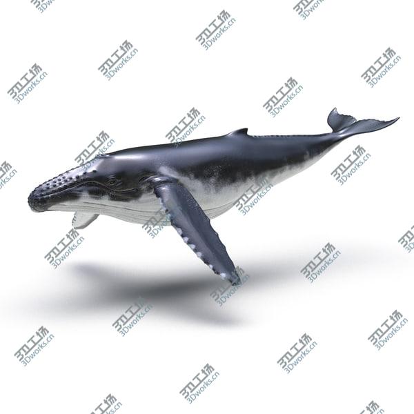 images/goods_img/20210312/Humpback Whale Rigged for Maya/3.jpg